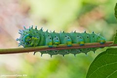 Samia cynthia caterpillar