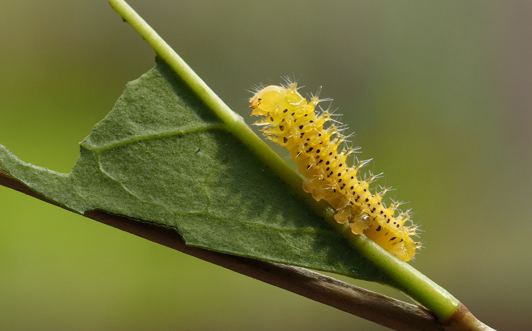 Samia wallacei