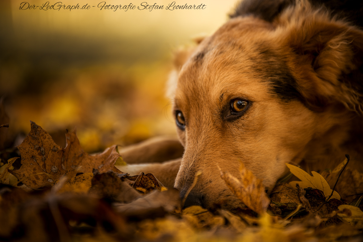 Samir im Herbstwald