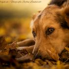 Samir im Herbstwald