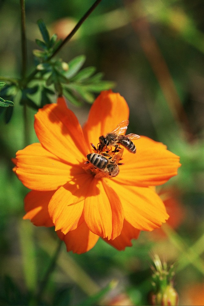 Sammelbienen auf Cosmos sulphureus