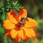 Sammelbienen auf Cosmos sulphureus