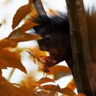 Sammelfieber der Tiere in der Herbstzeit ..........