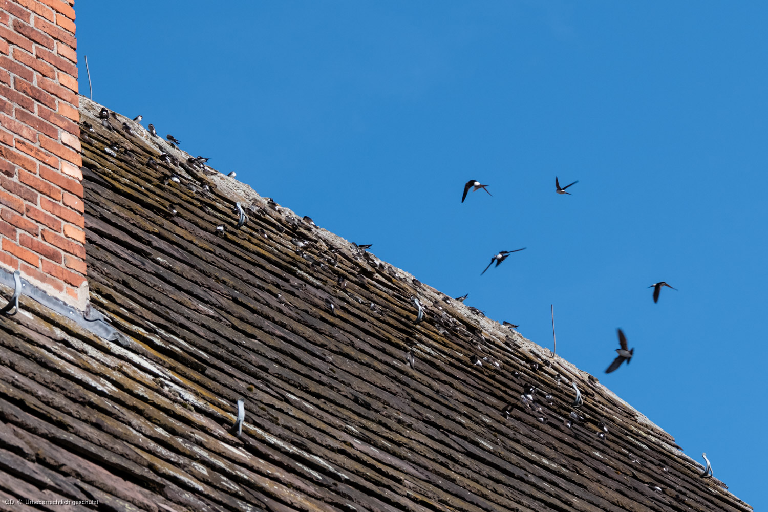 Sammeln der Mehlschwalben?