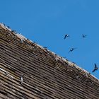 Sammeln der Mehlschwalben?