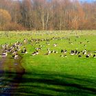 Sammelplatz der Wildgänse an der Geschiebesperre in Hollenstedt / Northeim.