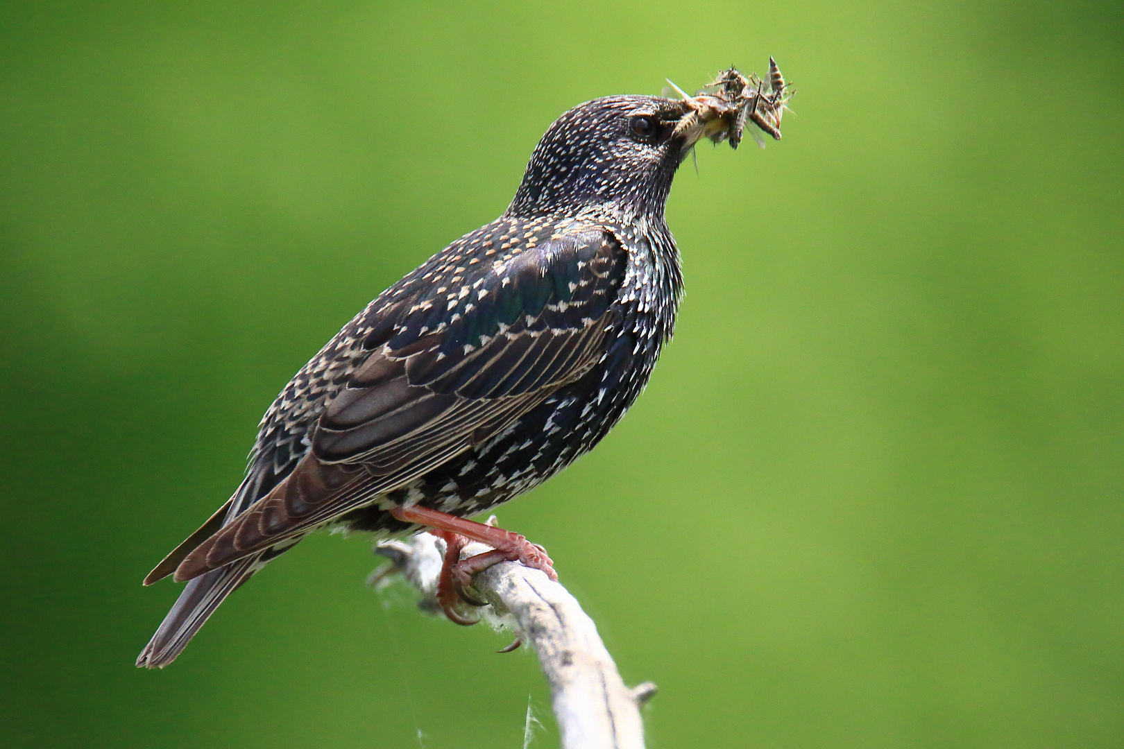 Sammelsurium Foto & Bild tiere, wildlife, natur Bilder auf