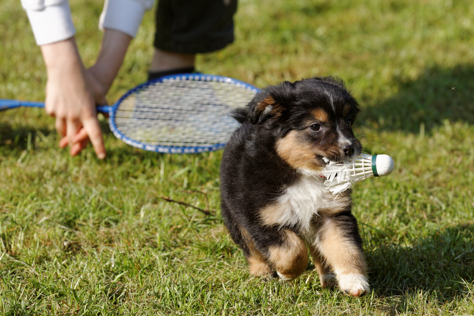 Sammi spielt Badminton