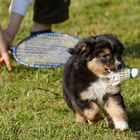 Sammi spielt Badminton