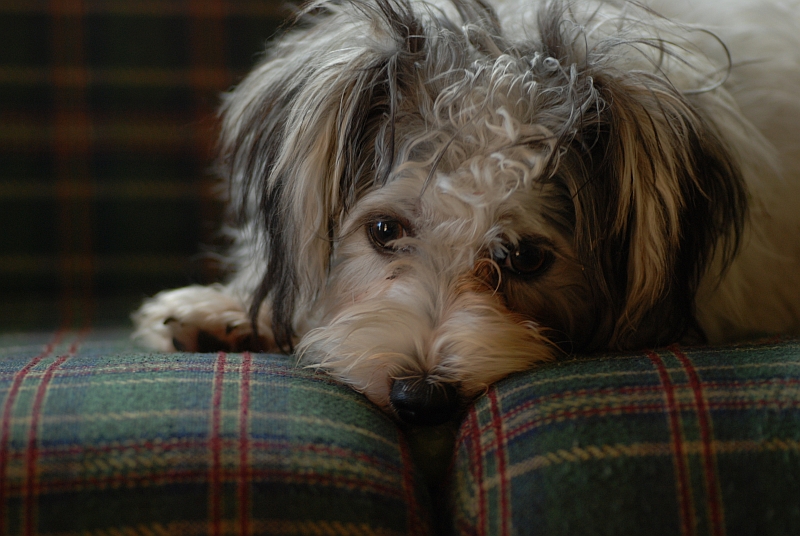 Sammie! the little terrier with a thing for grapes