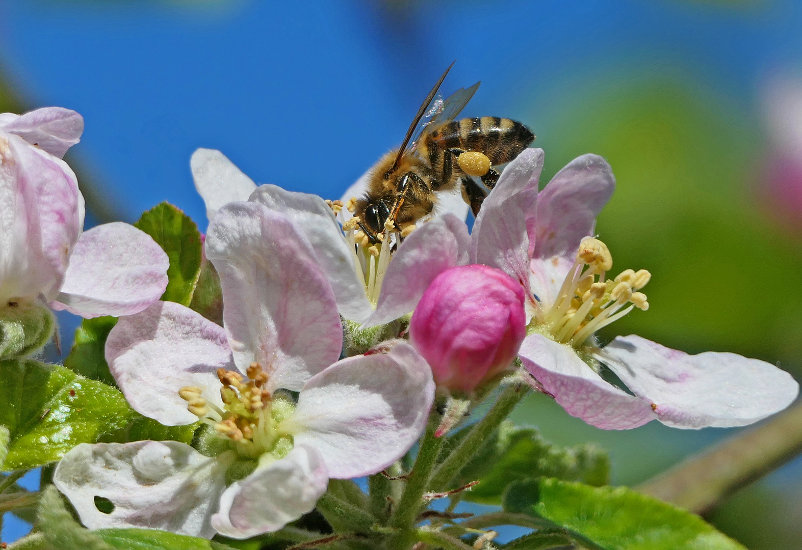 Sammlerin an der Apfelblüte