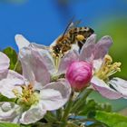 Sammlerin an der Apfelblüte