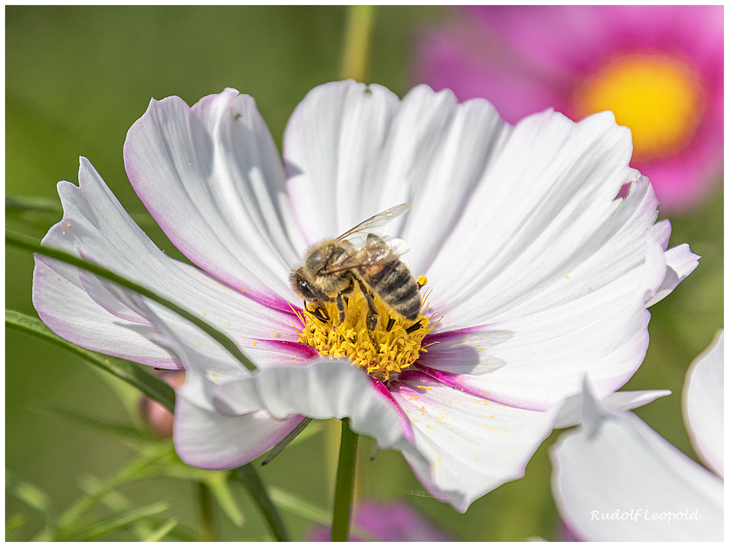 Sammlerin auf einer Cosmea