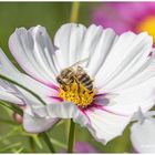 Sammlerin auf einer Cosmea