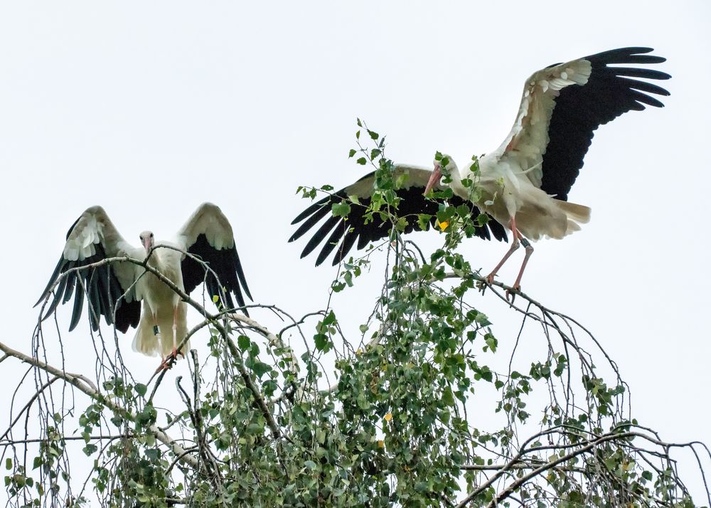 Sammlung für den Flug in den Süden 2