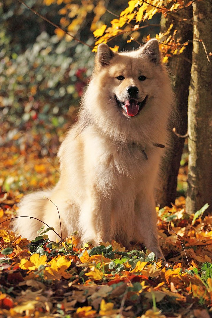 Sammy allein im Wald