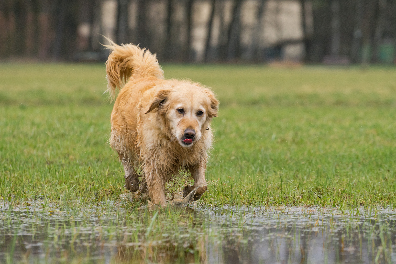 Sammy auf dem Weg ins Wasser...