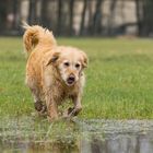 Sammy auf dem Weg ins Wasser...