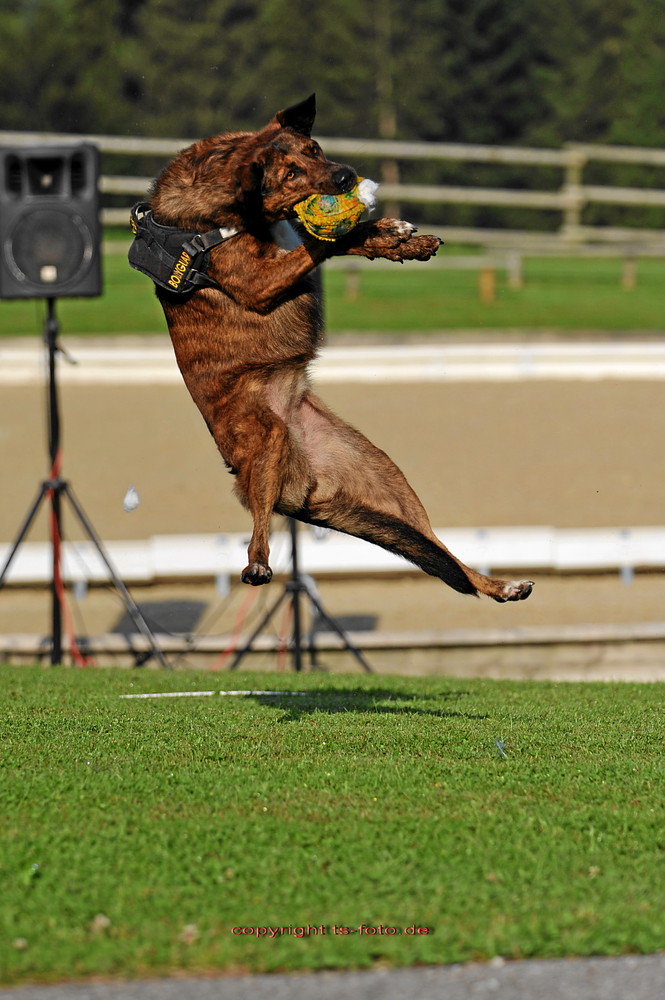 Sammy auf eine Reitturnier. ich kann auch springen ;-)