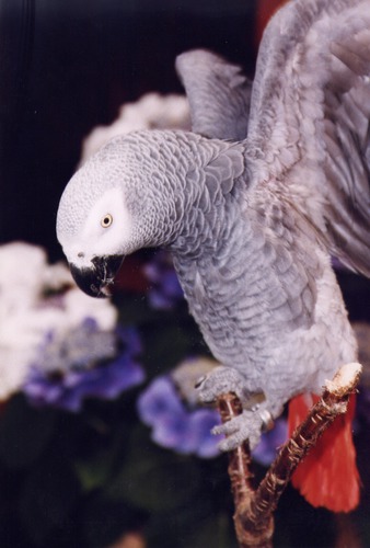 Sammy beim Flügel schwingen von Joey CoX