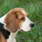 Sammy der Beagle