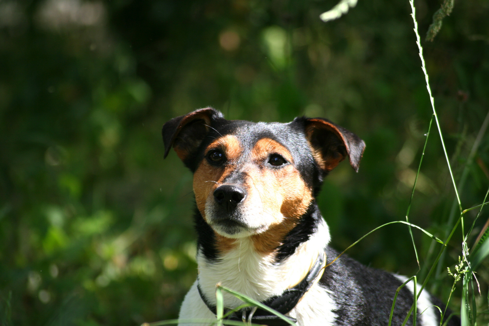 Sammy der Jack-Russel-Terrier