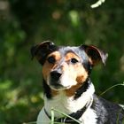 Sammy der Jack-Russel-Terrier