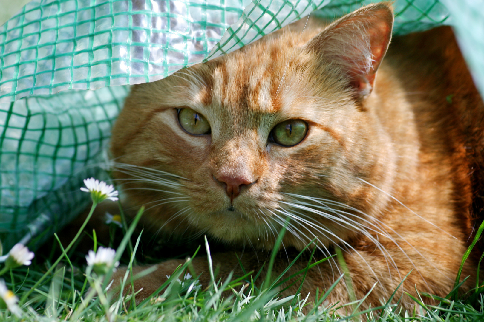 Sammy, der kleine Tiger