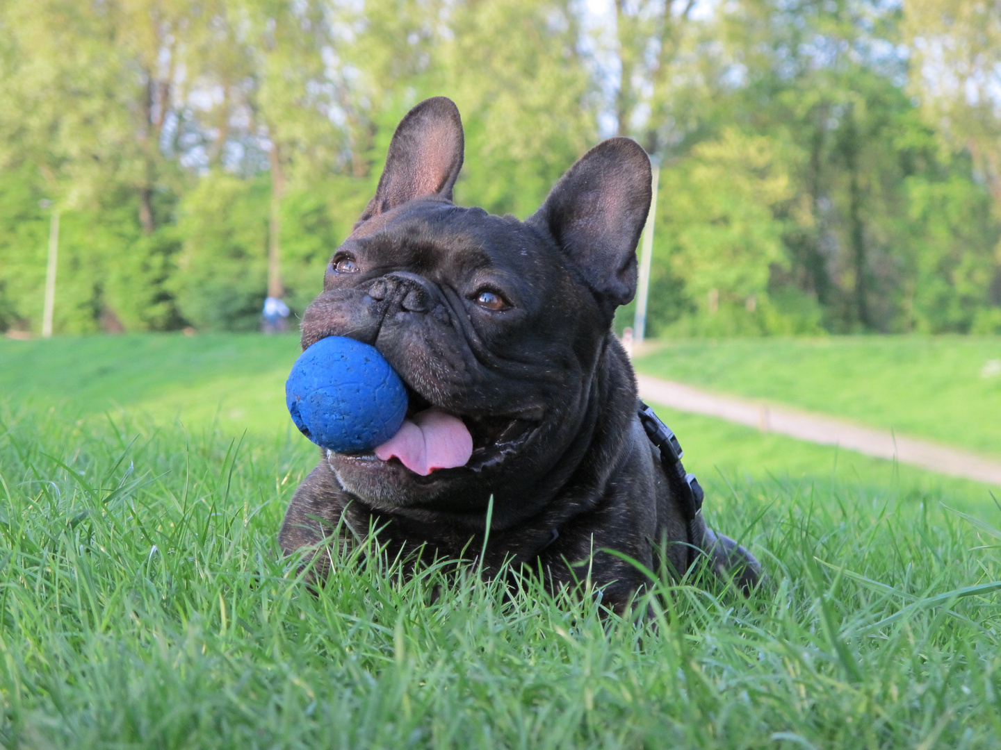 Sammy die alte Knutschkugel