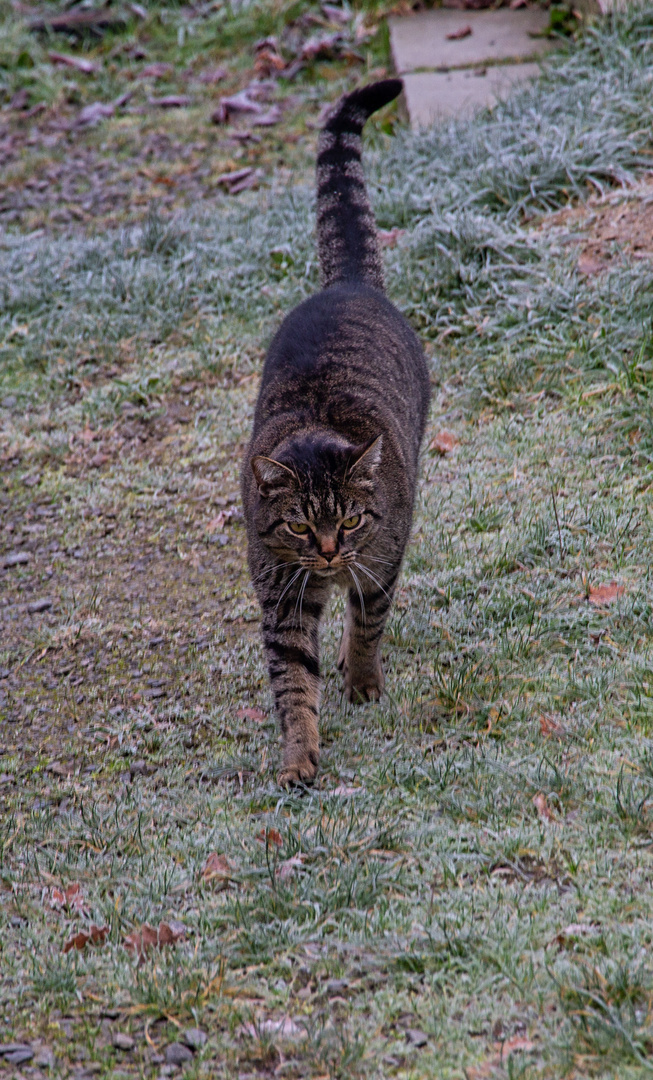 Sammy, die Museumskatze