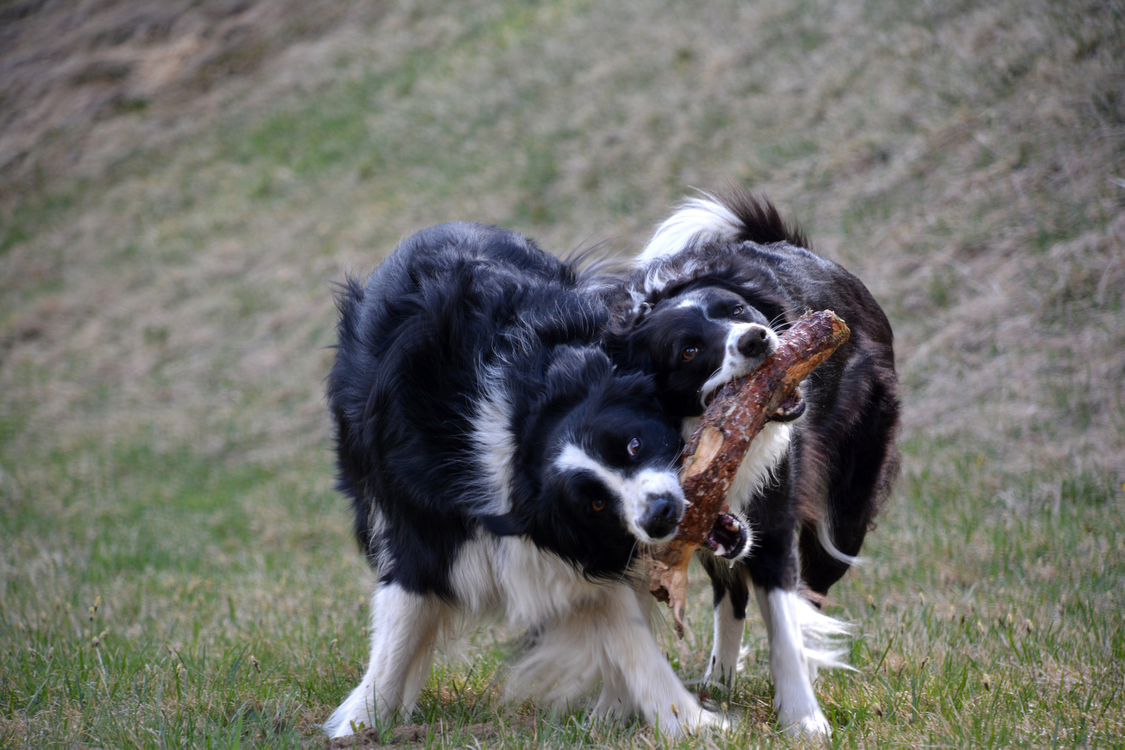 Sammy + Dina = ein eingespieltes Team