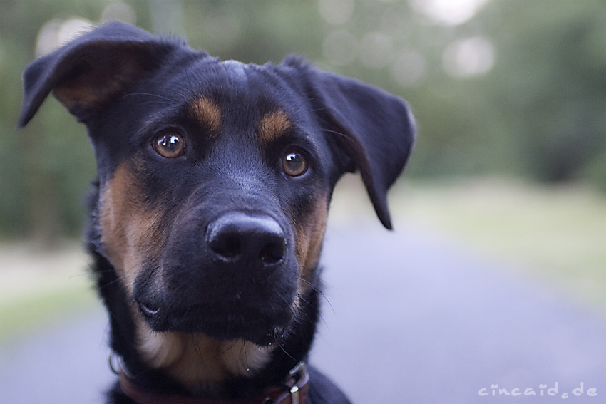 Sammy - ein Mischling - und noch ein Baby I