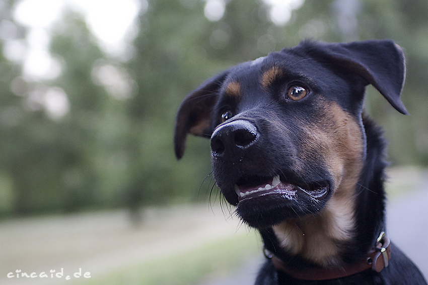 Sammy - ein Mischling - und noch ein Baby III