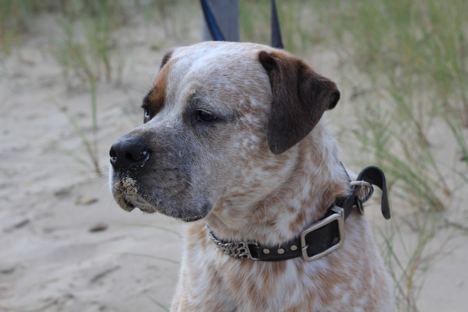 Sammy erschnüffelt die Spur im Sand :)