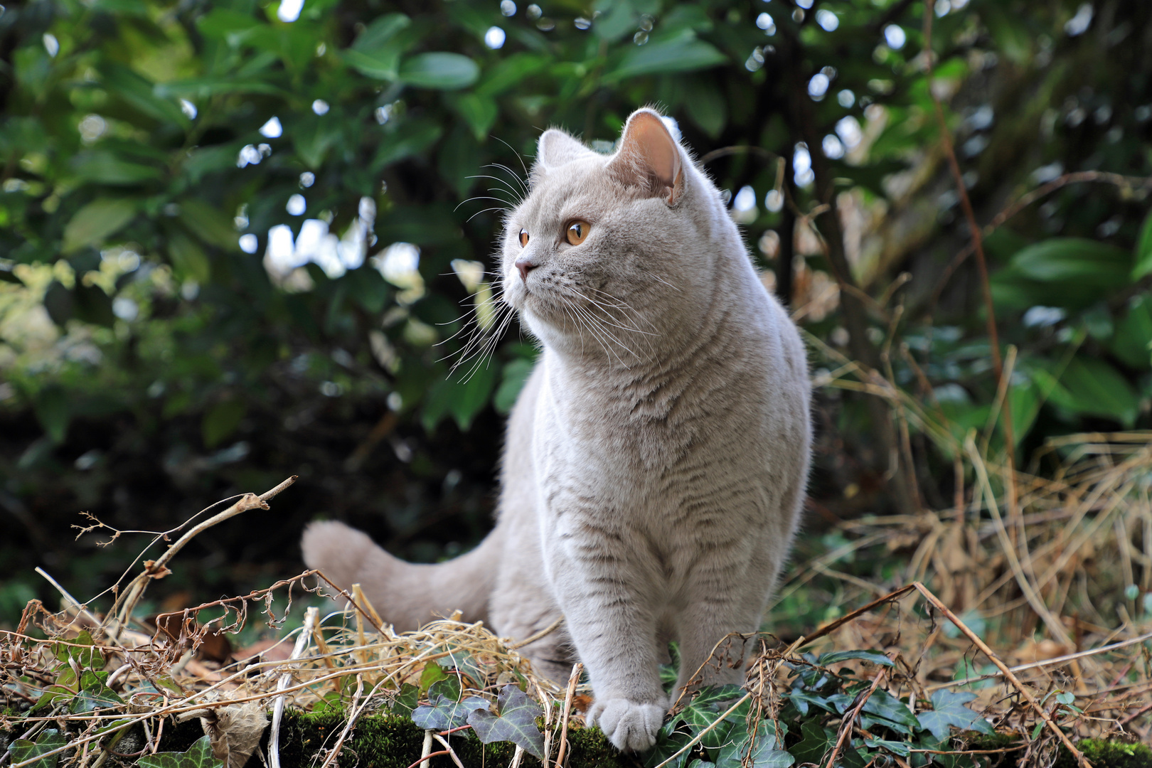 Sammy im Garten