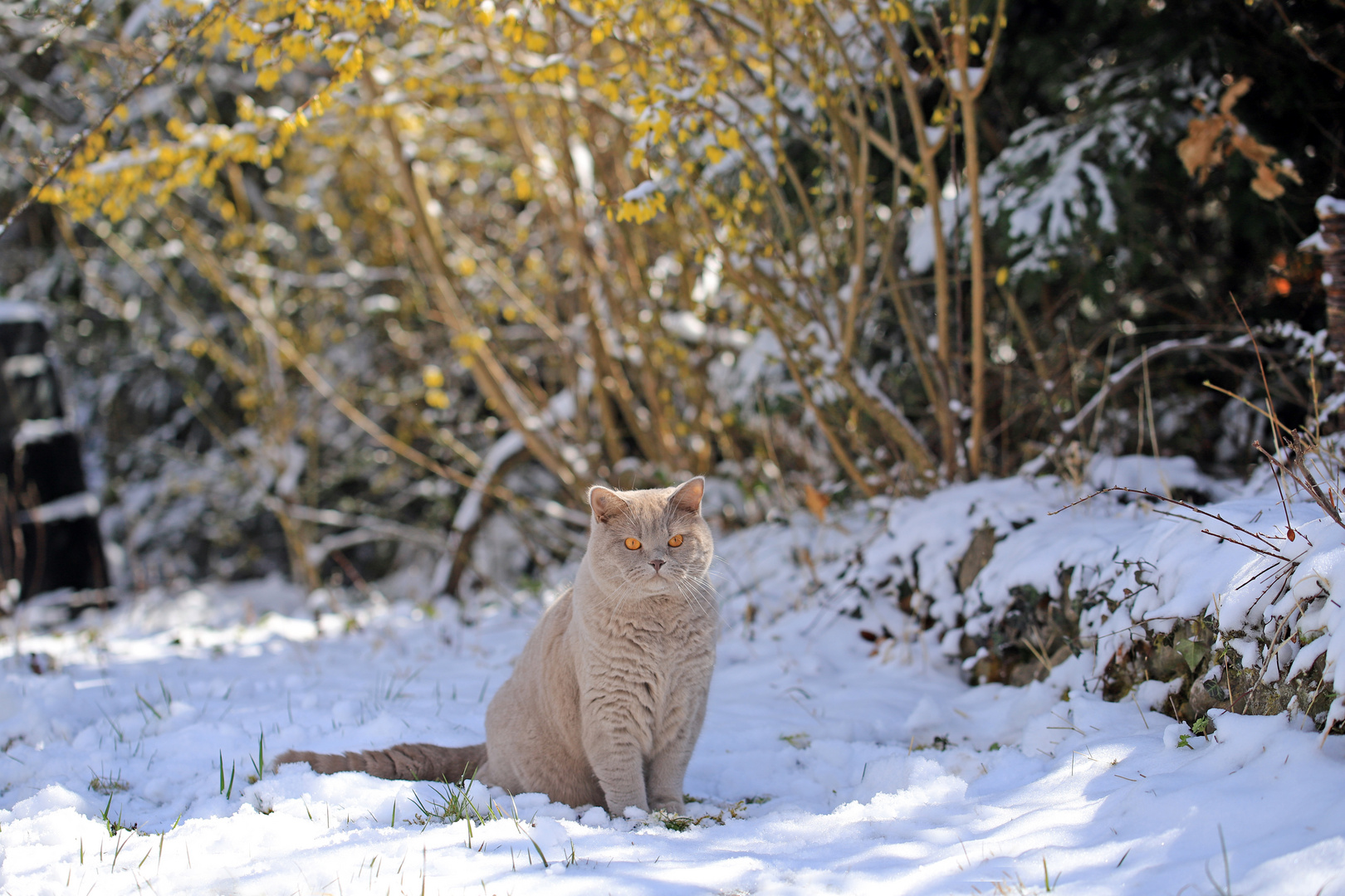 Sammy im Schnee