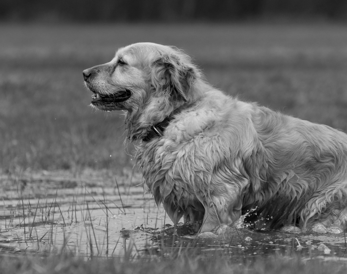 Sammy im Tümpel (s/w)