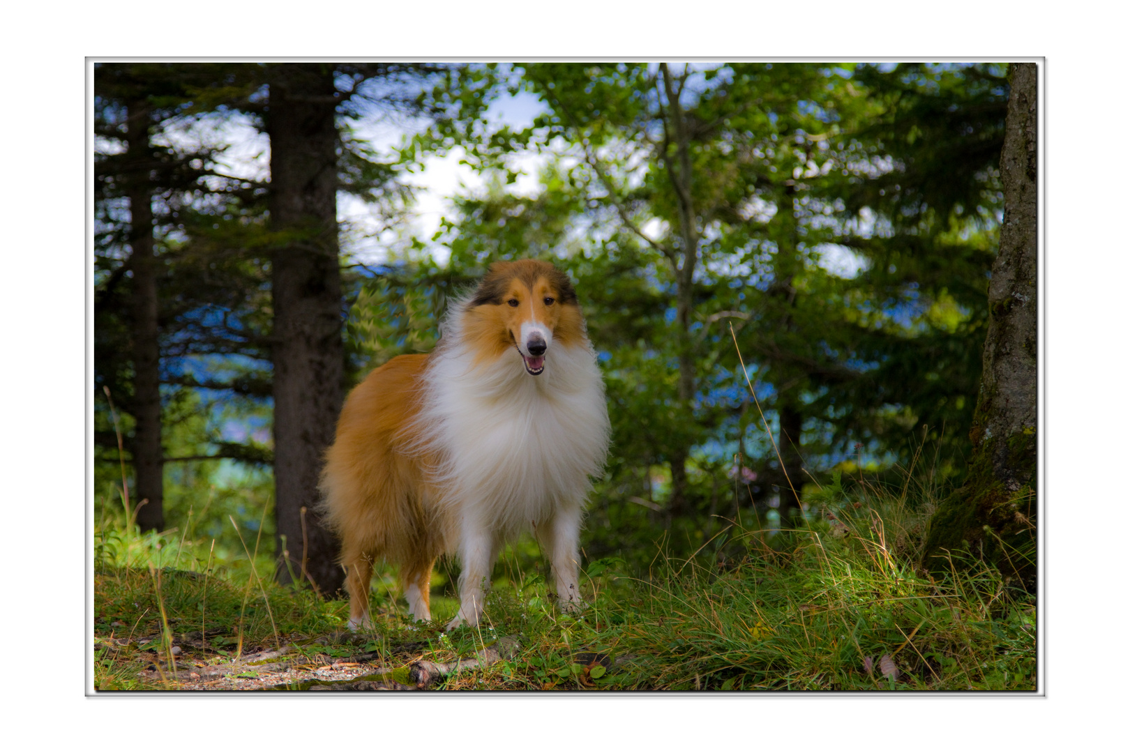 Sammy im Wald