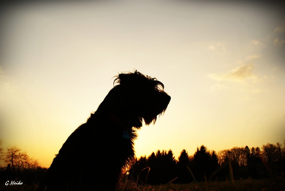 Sammy in Sunshine