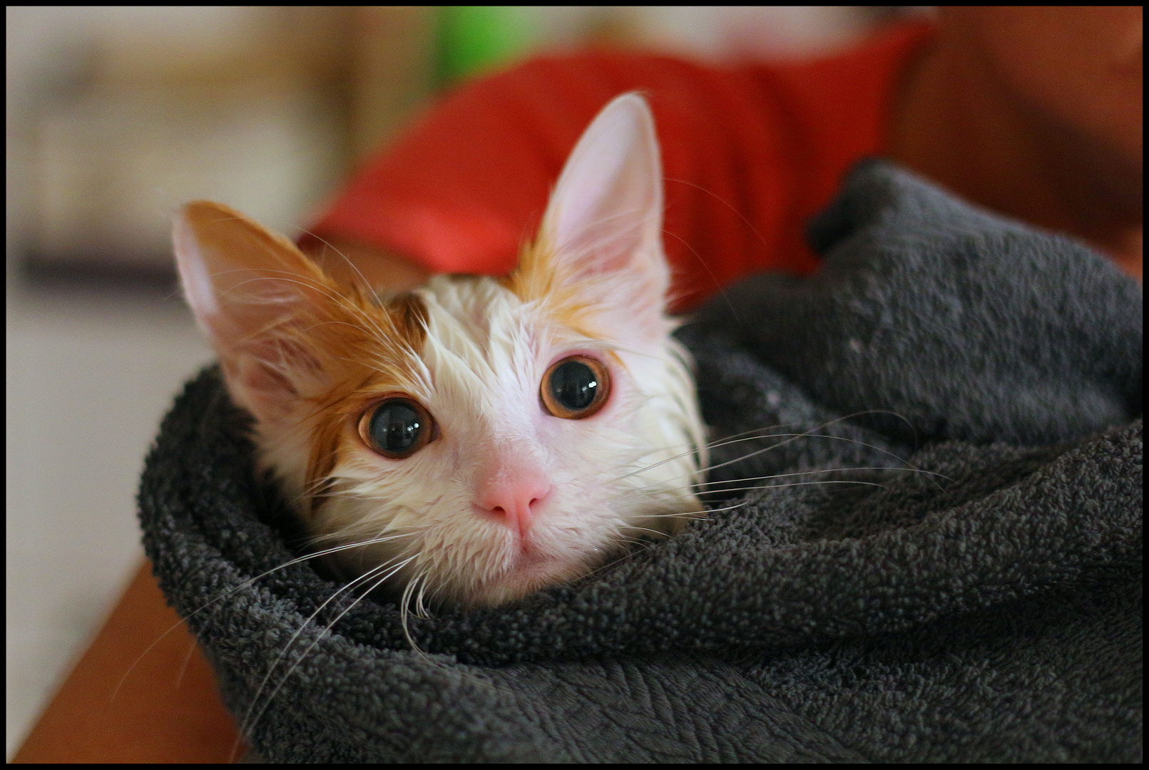 Sammy nach dem duschen.