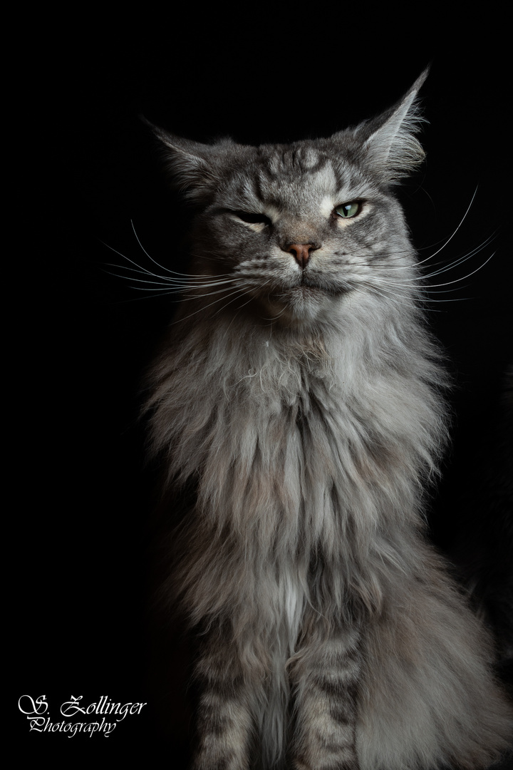 Sammy the Maine Coon Cat