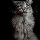 Sammy the Maine Coon Cat