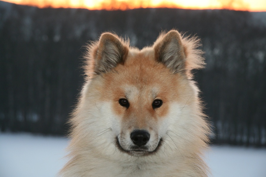 Sammy und der Sonnenuntergang.