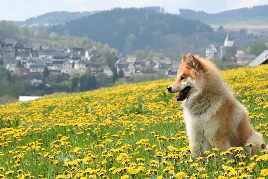 Sammy und die Frühlingswiese über Schwarzenberg.