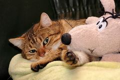 Sammy wartet auf ein neues zu Hause