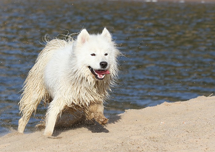 Samojede am Strand