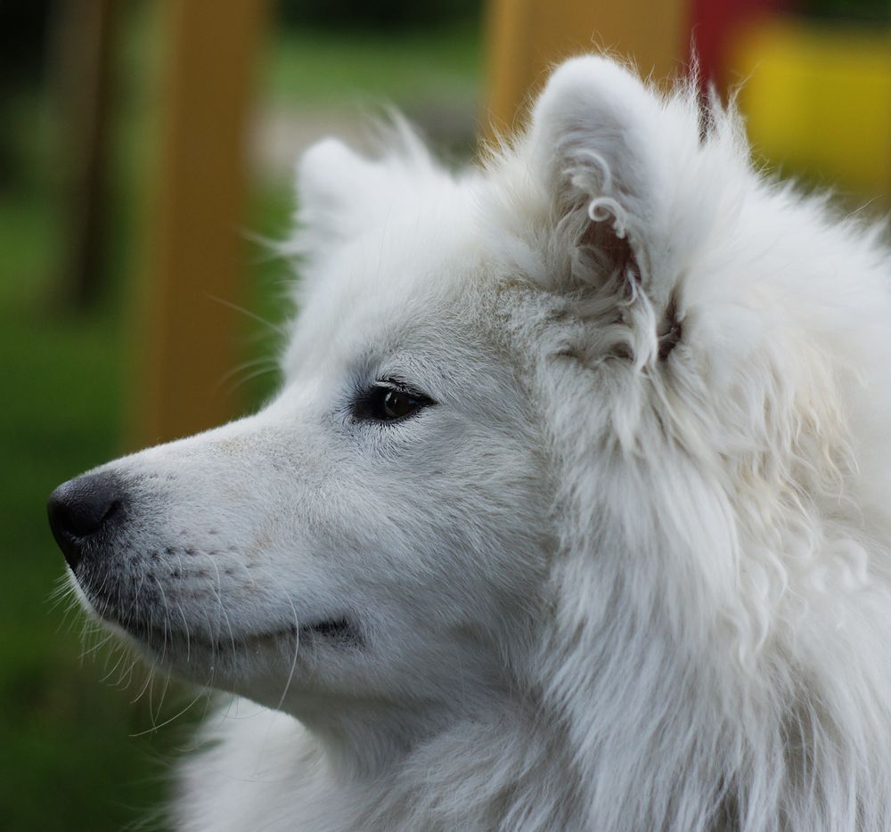 Samojede II Foto & Bild tiere, haustiere, hunde Bilder auf