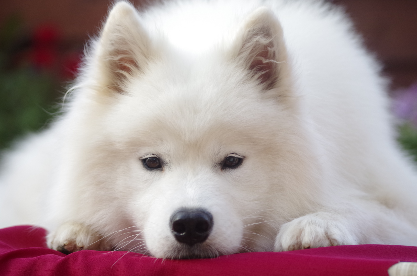 Samojede Mädchen 1 Jahr alt