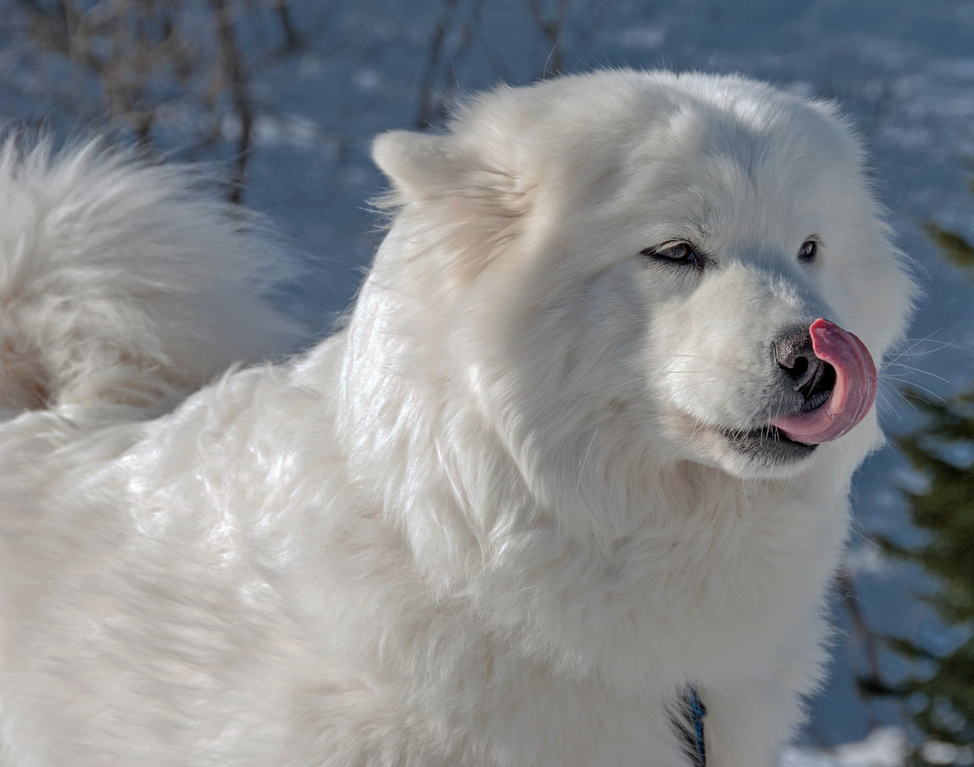 Samojede Schlittenhund  San Bernardino CH