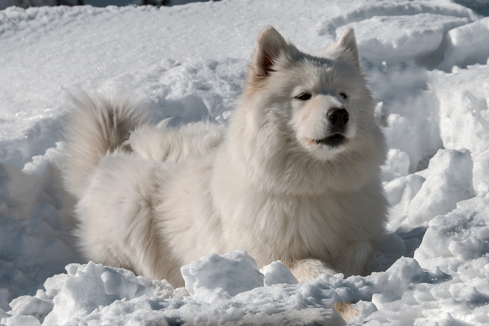 Samojede  Schlittenhund S.Bernardino 